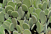 Close up of cactus in sunlight in Malibu, California, USA