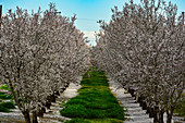 Flowering almond trees on a farm near Winters, California, USA