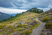 View of the Pacific Crest Trail in alpine meadow, Goat Rocks Wilderness, Gifford Pinchot National Forest, Washington