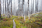 View of the Pacific Crest Trail through wildfire damaged subalpine forest, Mt. Adams Wilderness, Gifford Pinchot National Forest, Washington