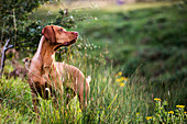 Ein Vizla-Hund (Ungarischer Vorstehhund) steht auf einer Wiese
