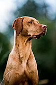 Ein Vizla-Hund (Ungarischer Vorstehhund)