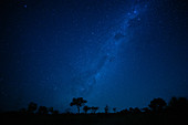 Eine nachts aufgenommene Landschaft mit silhouettierten Bäumen im Vordergrund und der Milchstraße und den Sternen im Hintergrund