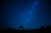 A landscape shot at night, silhouetted trees in the foreground and the Milky Way and stars in the background