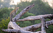 A leopard cub, Panthera pardus, stands on a dead tree.