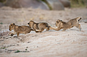 Three lion cubs, Panthera leo, play and chase each other in sand.