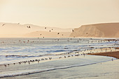 Strandläufer und Möwen fliegen über die Brandung Drakes Beach, Point Reyes National Seashore, Kalifornien