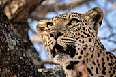 The head of a leopard, Panthera pardus, in a tree, mouth open, looking out of frame