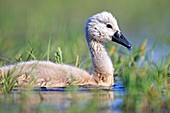 France, Ain, Dombes, Mute swan (Cygnus olor), young