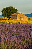 Frankreich, Alpes-de-Haute-Provence, Regionaler Naturpark Verdon , Hochebene von Valensole, Sonnenblumen und Lavendel