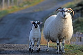 Wollproduzenten auf Harris, Äußere Hebriden