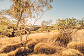 Scrubland in Karijini National Park in Western Australia, Australia, Oceania;