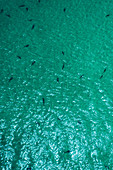 Sharks in the Sharkbay in Western Australia, Australia, Oceania;