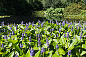 RHS Garden Rosemoor- show garden of the Royal Horticultural Society, North Devon, England, Great Britain, pond