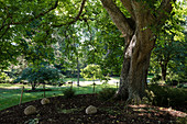 RHS Garden Rosemoor, Schaugarten der Royal Horticultural Society, Nord-Devon, England, Großbritannien, Walnussbaum