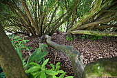 The Lost Gardens of Heligan - south of St Austell at Mevagissey in Cornwall, England, Britain, Rhododendron