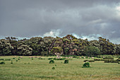 Sheep at Margaret River, Western Australia, Australia, Oceania