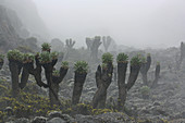 Mountain landscape at Kilimanjaro; Giant senecia; low shrubs, lichens and mosses;