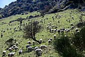 Schafherde bei Isnello im La Madonien bei Cefalu, Sizilien, Italien