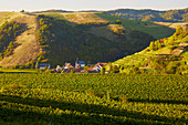 View of Alt - Vogtsburg at the foot? the Badberge and surrounding vineyards, Vogtsburg, Kaiserstuhl, Baden-W? rttemberg, Germany, Europe