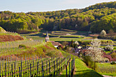 Altvogtsburg in vineyards and forest, Kaiserstuhl, Baden-Württemberg, Germany, Europe