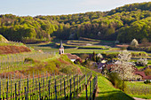 Altvogtsburg in Weinbergen und Wald, Kaiserstuhl, Baden-Württemberg, Deutschland