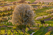 Cherry blossom near K? Nigschaffhausen, Kaiserstuhl, Baden-W? Rttemberg, Germany, Europe