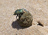 GREEN DUNG BEETLE (Garreta Nitens) rolling dung ball, Dovela, Inharrime, Mozambique.