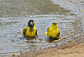 Maskenweber (Ploceus velatus) Paar beim Baden, Gorongosa-Nationapark, Mosambik