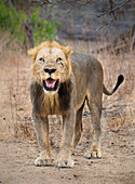 Afrikanischer Löwe (Panthera Leo) männlich, Gorongosa-Nationalpark, Mosambik, gefährdete Arten