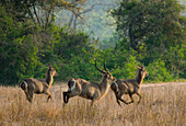 WATERBUCK (Kobus ellipsiprymnus) group running, Gorongosa National Park, Mozambique.