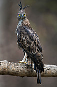 Der wandelbare Falkenadler oder Haubenfalkenadler (Nisaetus cirrhatus), Naturschutzgebiet Nagzira, Nagpur, Maharashtra, Indien