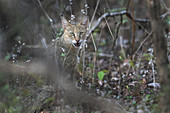 Rohrkatze (Felis chaus), Naturschutzgebiet Nagzira, Nagpur, Maharashtra, Indien