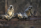 Bengalischer Hanuman-Langur (Semnopithecus entellus) beim Wassertrinken, Naturschutzgebiet Nagzira, Nagpur, Maharashtra, Indien