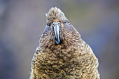 Kea, auch Bergpapagei (Nestor notabilis) aus der Familie der Nestoridae, der in alpinen Regionen auf der Südinsel Neuseelands vorkommt. Der Kea ist der einzige Alpenpapagei der Welt. Sie findet man häufig auf Parkplätzen, wo sie nach Gegenständne Ausschau halten. Das Füttern von Kea's ist strengstens untersagt.