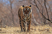 Bengal Tiger (Panthera tigris) walking, Ranthambhore, India