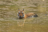 Agressiver Bengal Tiger (Panthera tigris), männlich, im Wasser, Ranthambhore, Indien
