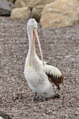 Australian Pelican\nPelecanus conspicillatus\nPreening\nPhotographed on Kangaroo Island, Australia