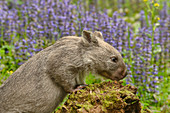 Common Wombat\nVombatus ursinus\nPhotographed in Tasmania, Australia