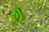 Edelpapagei (Eclectus roratus), Männchen (in Gefangenschaft)