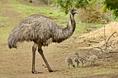 Großer Emu (Dromaius novaehollandiae), Männchen mit Küken, Victoria, Australien