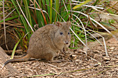 Long-nosed Potoroo\nPotorous tridactylus\nPhotographed in Tasmania, Australia