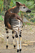 Okapi\nOkapia johnstoni\nEndangered species\nCaptive