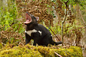 Tasmanian Devil\nSarcophilus harrisii\nYoung devil\nSnarling\nPhotographed in Tasmania, Australia