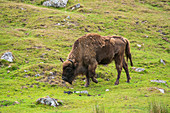 European bison, Bison bonasus,part of a small captive breeding program in the United Kingdom