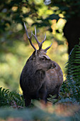 Sika deer,  Cervus nippon, stag, feeding  on wooded parkland in Kent on an autumn morning