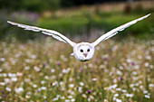 Barn Owl ((Tyto alba) in Flight over meadow