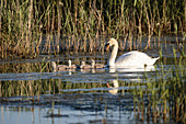 a mute swans (Cygnus olar) with chicks Norfolk, England, UK