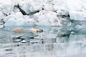 Eisbär (Ursus maritimus)