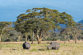 Endangered white rhinoceros or square-lipped rhinoceros (Ceratotherium simum) in the grassland at the Lewa Wildlife Conservancy in Kenya.